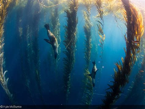 Delving into the Depths: Santa Barbara's Mysterious Seaweed